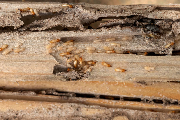  North Enid, OK Pest Control Pros